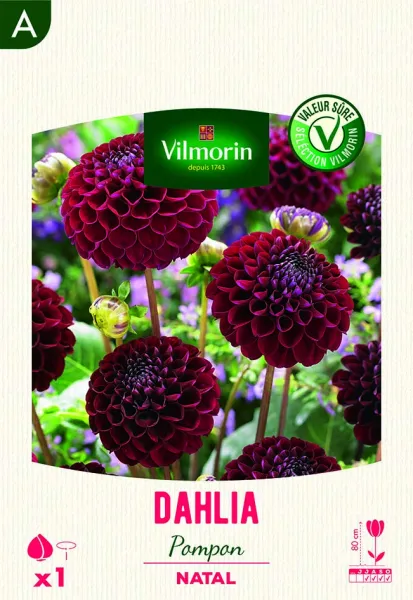 Bulbes à fleurs à planter au printemps - Dahlia pompon natal (x1) - PACKAGING_RECTO