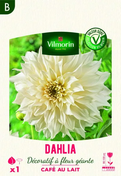 Bulbes à fleurs à planter au printemps - Dahlia décoratif à fleur géante Café au lait XXL (x1) - PACKAGING_RECTO