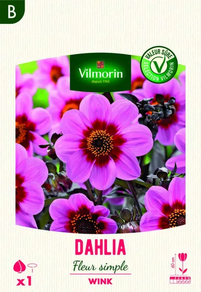 Bulbes à fleurs à planter au printemps - Dahlia Fleur Simple Wink (x1) - face recto