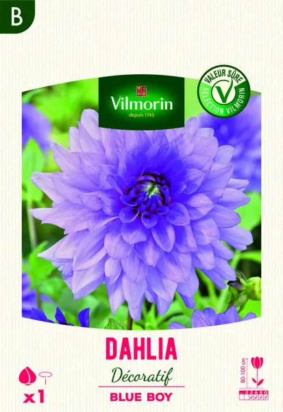Bulbes à fleurs à planter au printemps - Dahlia Décoratif Blue boy (x1) - face recto