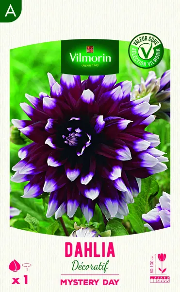 Bulbes à fleurs à planter au printemps - Dahlia Décoratif Mystery Day (x1) - face recto