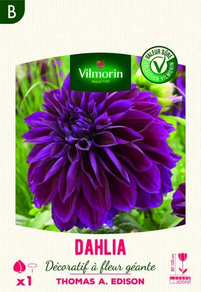 Bulbes à fleurs à planter au printemps - Dahlia décoratif à fleur géante Thomas Edison XXL (x1) - PACKAGING_RECTO