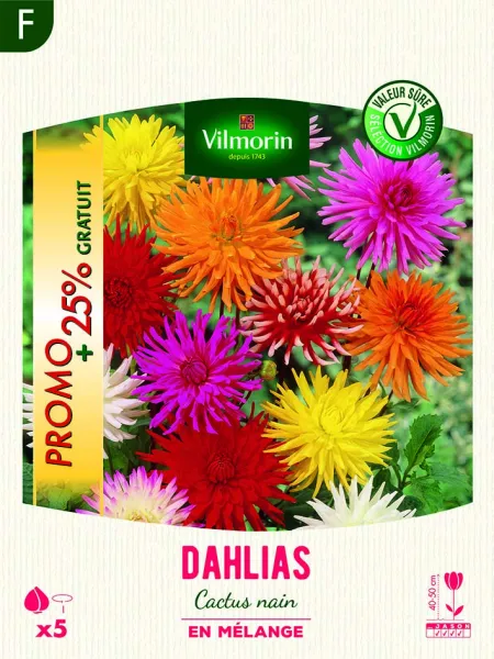 Bulbes à fleurs à planter au printemps - Dahlia Cactus nain en Mélange (x5) - Promo - face recto