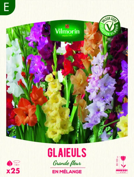 Bulbes à fleurs à planter au printemps - Glaïeuls Grande Fleur en Mélange (x25) - face recto