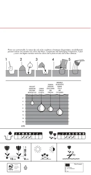 Bulbes à fleurs à planter au printemps - Glaïeuls Grande Fleur Passos (x8) - MEDIA_PACKAGING_VERSO