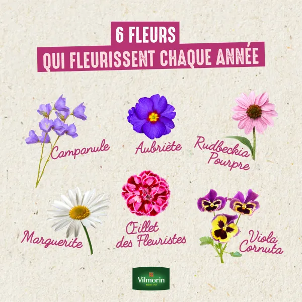 Fleurs - Aubriète Variée - image