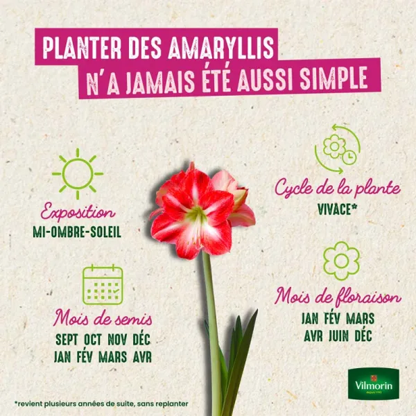 Bulbes à fleurs à planter à l'automne - Amaryllis Hippeastrum Blanc (x1) - image