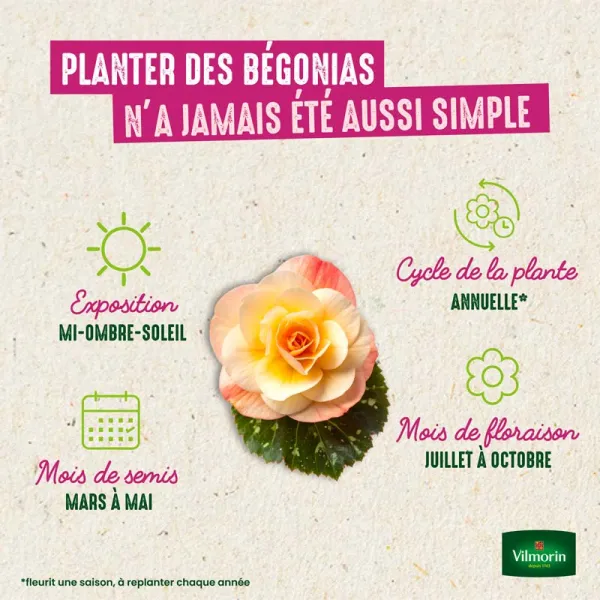Bulbes à fleurs à planter au printemps - Bégonia Grande fleur en Mélange (x8) - image