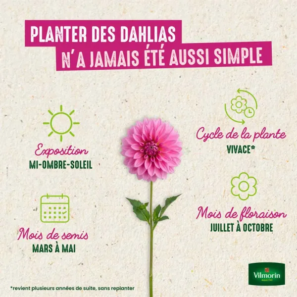 Bulbes à fleurs à planter au printemps - Dahlia pompon natal (x1) - image