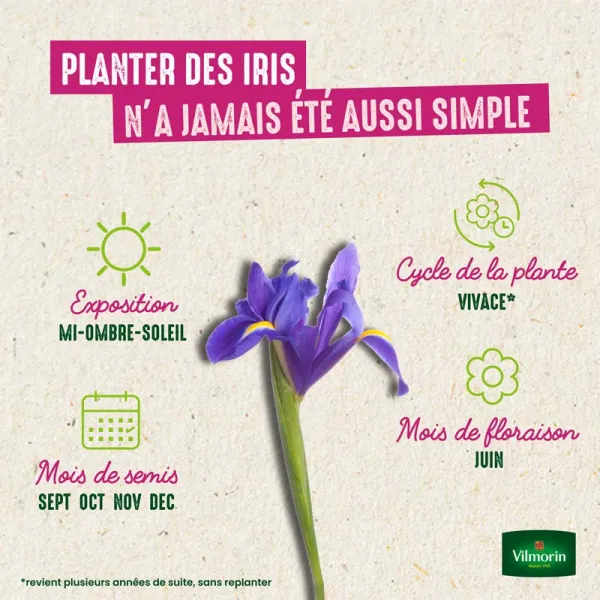 Bulbes à fleurs à planter à l'automne - Iris De Hollande En Mélange (x15) - image