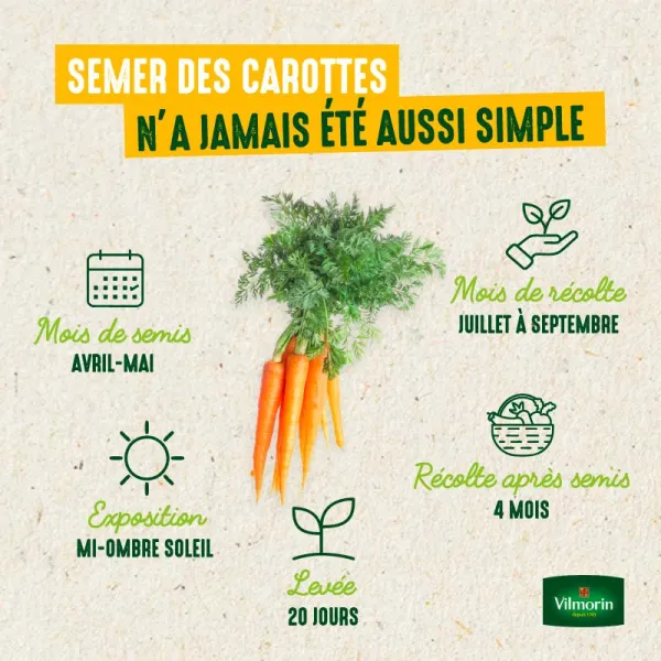 Potagères - Carotte Nantaise Améliorée 3 - BIO - Grand Modèle - image