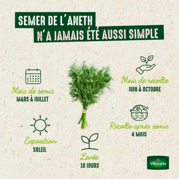 Aromatiques - Aneth Officinal - image