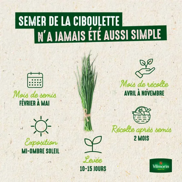 Aromatiques - Ciboulette Très Fine Danoise - BIO - image