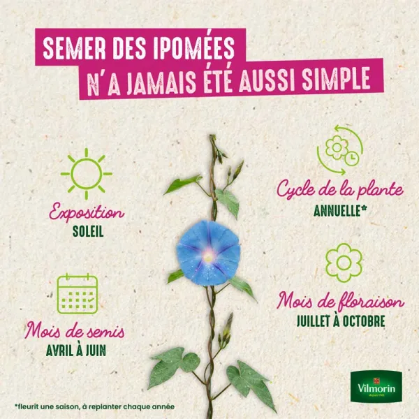 Fleurs - Ipomée grande fleur bleue - image
