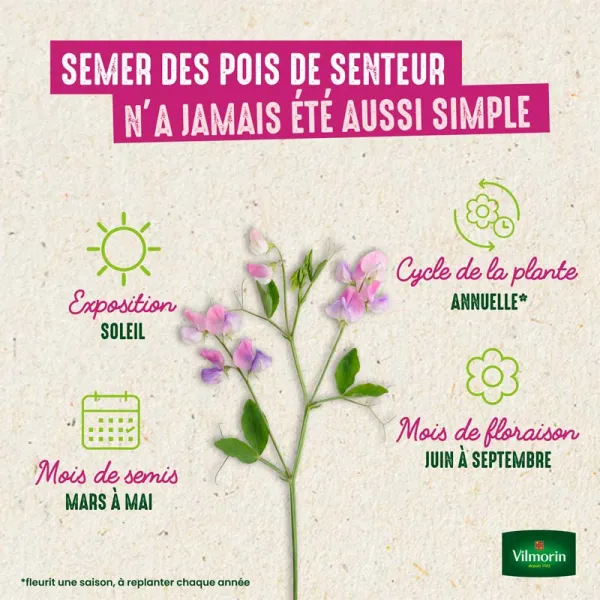 Fleurs - Pois de Senteur Spencer Varié - Grand Modèle - image