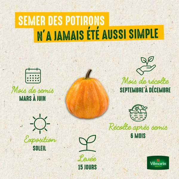 Potagères - Potiron (Courge Kabocha) Green Hokkaido - Cuisine du Monde - image