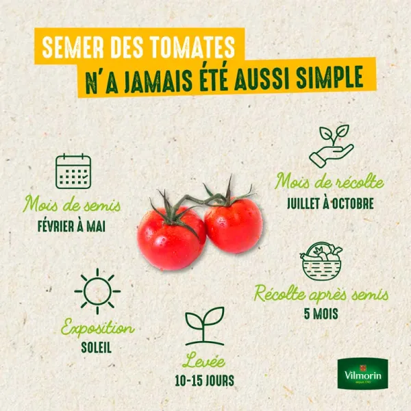 Potagères - Tomate Cerise - image