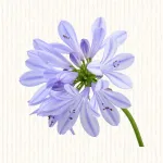 Agapanthe