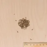 Aromatiques - Cumin des Prés - MEDIA_3D
