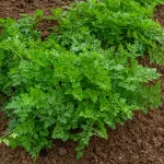 Aromatiques - Cerfeuil Commun - face recto