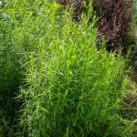 Aromatiques - Estragon de Russie  - face recto