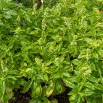 Aromatiques - Basilic Loki - Graines d'Exception - face recto