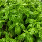 Aromatiques - Basilic Genovese - BIO - face recto