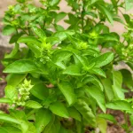 Aromatiques - Basilic Marseillais - face recto