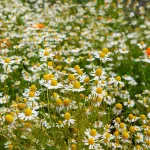 Aromatiques - Camomille Ordinaire - face recto