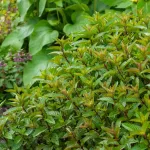 Aromatiques - Menthe Poivrée - BIO - face recto