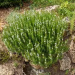 Aromatiques - Sarriette Commune - face recto