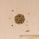Pour nos animaux - Mélange de fleurs pour Cochons d'Inde - MEDIA_3D