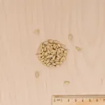 Pour nos animaux - Herbe à Chat (Orge) - Grand Modèle - MEDIA_3D