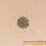 Fleurs - Giroflée d'Eté Quarantaine Variée - MEDIA_3D