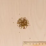 Fleurs - Pensée Géante Suisse Variée - MEDIA_3D