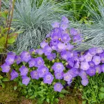Fleurs - Campanule des Carpates Bleue - face recto