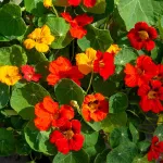 Fleurs - Capucine de Lobb Variée - face recto
