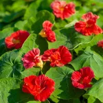 Fleurs - Capucine Cherry Rose - Graines d'Exception - face recto