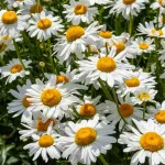 Fleurs - Marguerite Margo - face recto