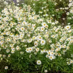 Fleurs - Grande Marguerite Perle des Prés - Graines d'Exception - face recto