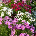 Fleurs - Cosmos Sensation Nain Varié - face recto