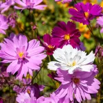 Fleurs - Cosmos Psychée - face recto