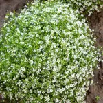 Fleurs - Gypsophile Nuage Blanc - face recto