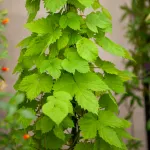 Fleurs - Houblon Grimpant - face recto