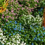 Fleurs - Myosotis des Alpes Varié - face recto