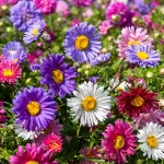Fleurs - Reine-Marguerite Simple Variée - face recto