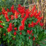 Fleurs - Sauge Brasier - face recto