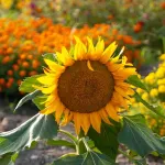 Fleurs - Tournesol Nain Sunspot - face recto