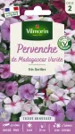 Fleurs - Pervenche de Madagascar en Mélange - face recto