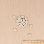 Légumes Secs - Haricot Nain à Ecosser Cocagne (type Paimpolais) - 20 m - MEDIA_3D